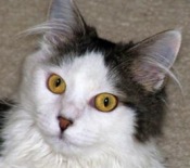 Courtney Lynn rescued maine coon cat