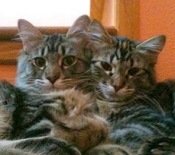 Dewey & Vanessa two maine coon mixes