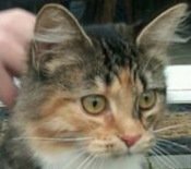 A New Girl maine coon mix