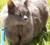 Shadow smokey colored maine coon mix cat
