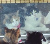 The Twins two maine coon mix cats
