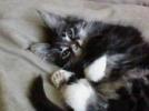 Cat Wags Tail When Asleep Cat Wags Tail When Asleep