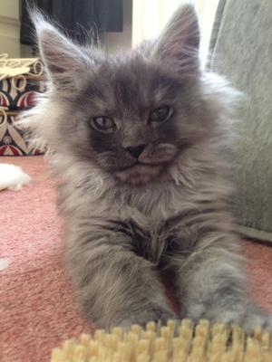 Maine Coon Raw Food Diet Maine Coon Raw Food Diet
