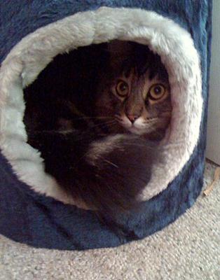 Dewey Dewey
