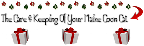 The Care And Keeping Of Your Maine Coon Cat The Care And Keeping Of Your Maine Coon Cat