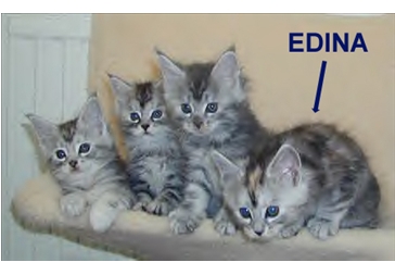 Edina Edina