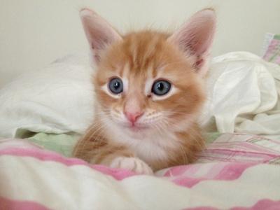 Finnegan Finnegan
