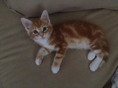 Finnegan Finnegan