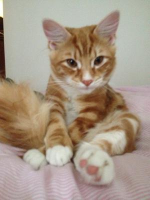 Finnegan Finnegan