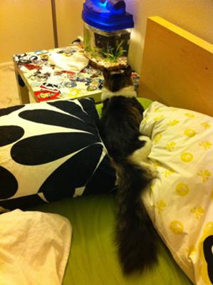 My Cat Attacks Me When He Wants Food My Cat Attacks Me When He Wants Food