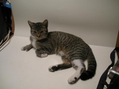 Maine Coon Cat Photos Maybe Maine Coons