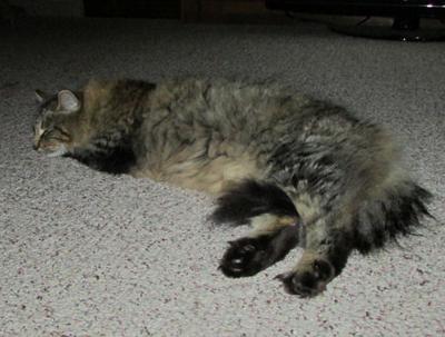 KittyTwo KittyTwo