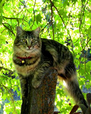 KittyTwo KittyTwo