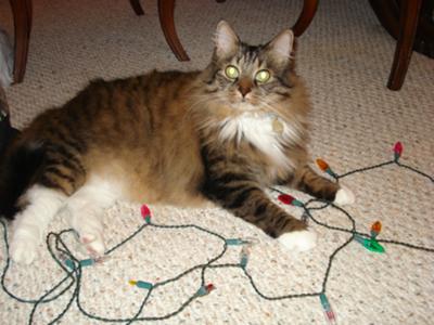 maine-coon-cat-nation.com maine-coon-cat-nation.com