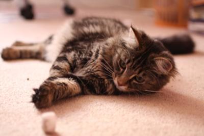 Mittens! mittens maine coon kitten