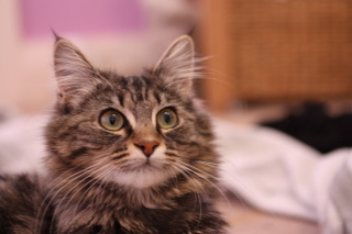 Mittens! mittens maine coon kitten