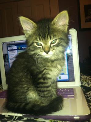 December 2011 Maine Coon Pictures