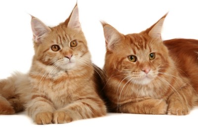 an Orange Maine Coon cat.