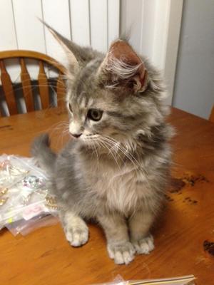 British Blue Cat Lancaster Pa British Blue Cat Lancaster Pa