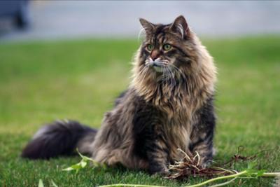 sir arthur the brown maine coon