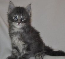 small silver maine coon kitten