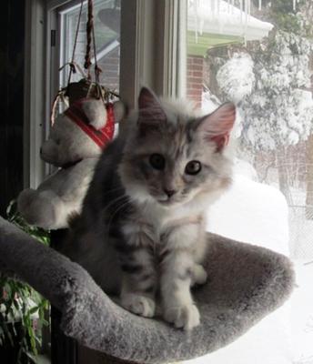 Bella