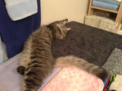Young Cat