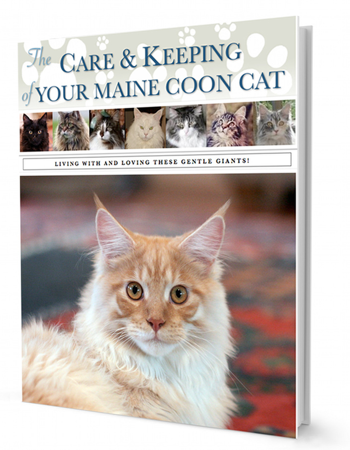 The Care & Keeping Of Your Maine Coon Cat