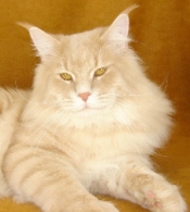 Maine Coon Cats For Sale In Ohio