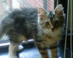 brown maine coon kitten