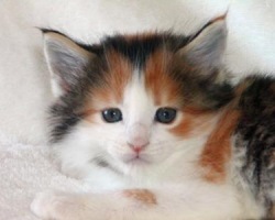 cute maine coon kitten