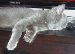 silver gray kitten