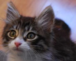 cute fuzzy kitten jax