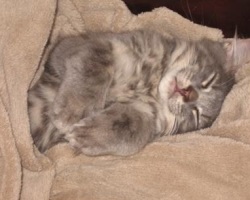 cute fluffy gray kitten