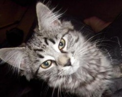 cute fuzzy silver maine coon kitten