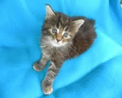 cute fuzzy maine coon kitten