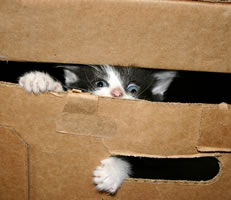 cute fuzzy kitten playing in a box