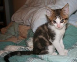 cute fuzzy calico kitten