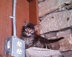 cute fuzzy kitten up high