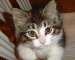 cute fuzzy calico kitten