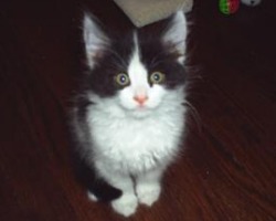 cute fuzzy black and white kitten