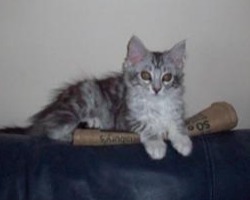 tiny silver maine coon kitten