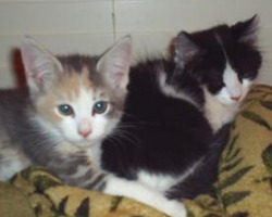 two cute fuzzy kittens