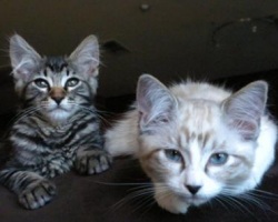 two sweet maine coon kittens