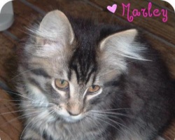 cute fluffy gray kitten with big ears