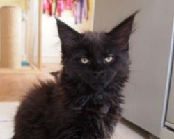 black maine coon kitten