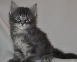 small silver maine coon kitten