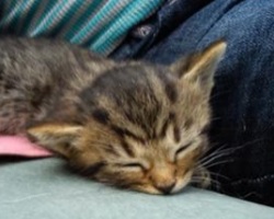 brown tabby maine coon kitten