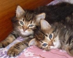 two maine coon mix kittens