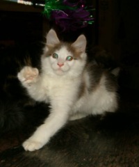 duke the kitten